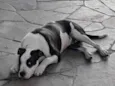 Snoopy