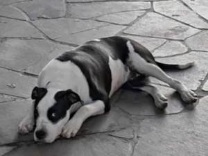 Cachorro raça Pit-Bull idade 1 ano nome Snoopy