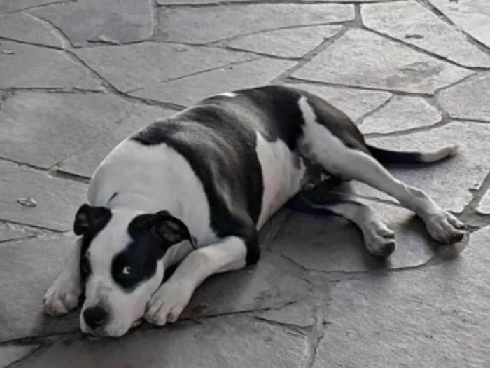 Cachorro ra a Pit-Bull idade 1 ano nome Snoopy