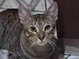 Dudu