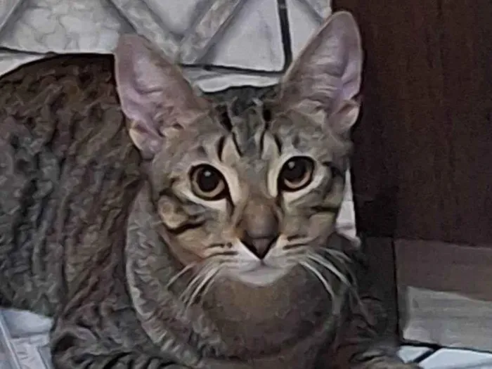 Gato ra a SRD-ViraLata idade 7 a 11 meses nome Dudu