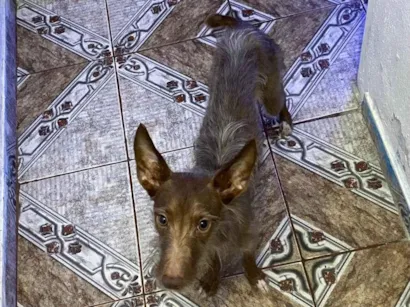 Cachorro raça Boxer idade 1 ano nome Tody