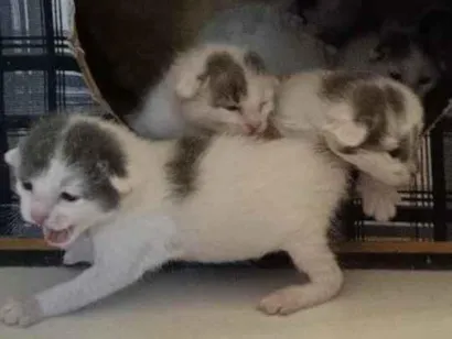 Gato raça SRD-ViraLata idade Abaixo de 2 meses nome Pipo