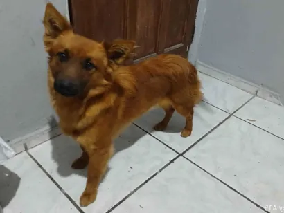 Cachorro raça SRD-ViraLata idade 1 ano nome Tobby 