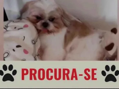 Cachorro raça Shitzu idade 1 ano nome Lucky