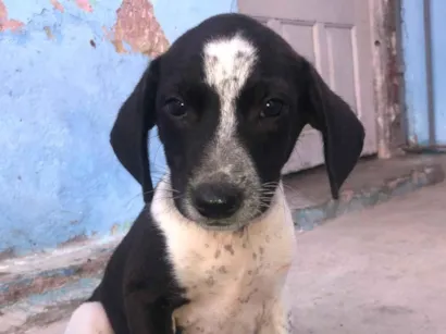 Cachorro raça SRD-ViraLata idade 2 a 6 meses nome Adoção responsável 