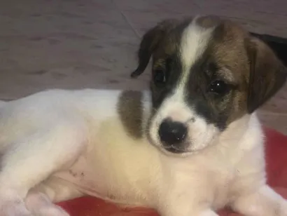 Cachorro raça SRD-ViraLata idade 2 a 6 meses nome Adocao responsável 