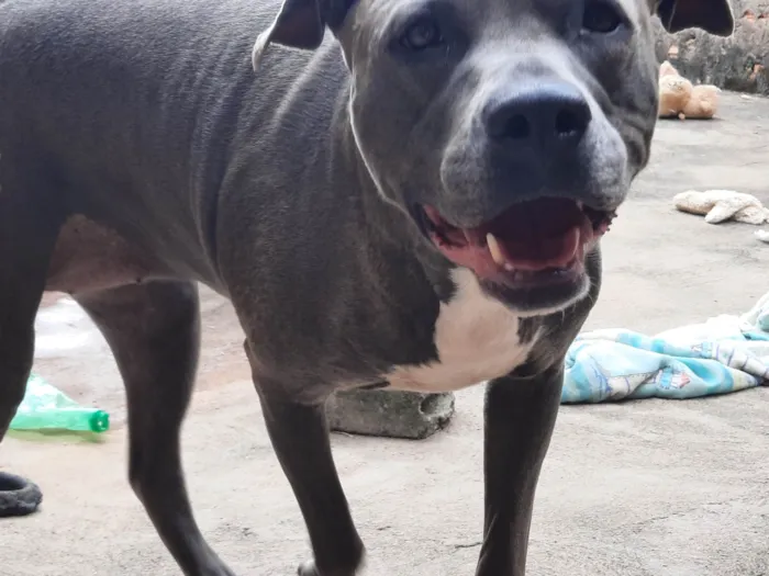 Cachorro ra a Pit-Bull idade 3 anos nome RAVENNA