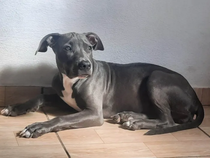 Cachorro ra a Pit-Bull idade 3 anos nome RAVENNA