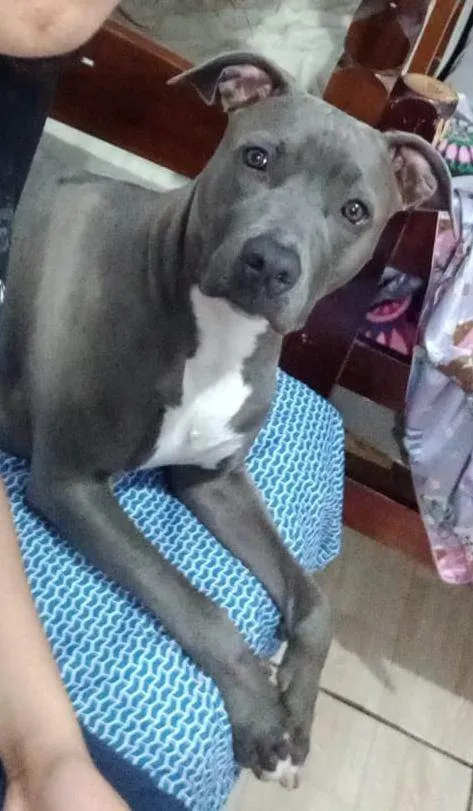 Cachorro ra a Pit-Bull idade 3 anos nome RAVENNA