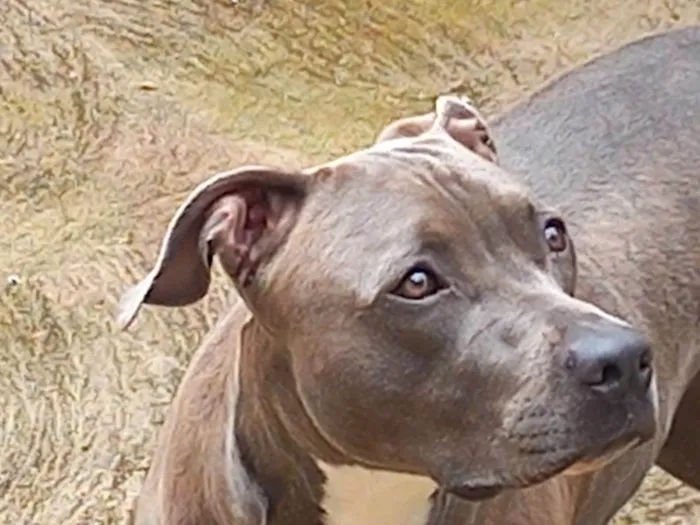 Cachorro ra a Pit-Bull idade 3 anos nome RAVENNA