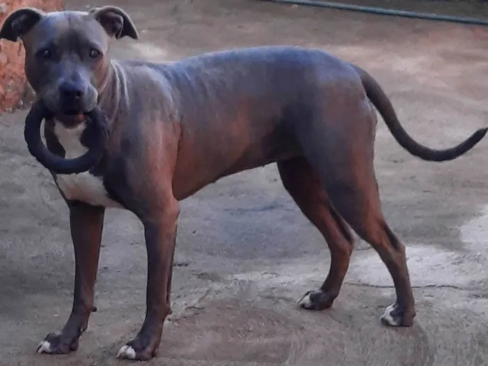 Cachorro ra a Pit-Bull idade 3 anos nome RAVENNA