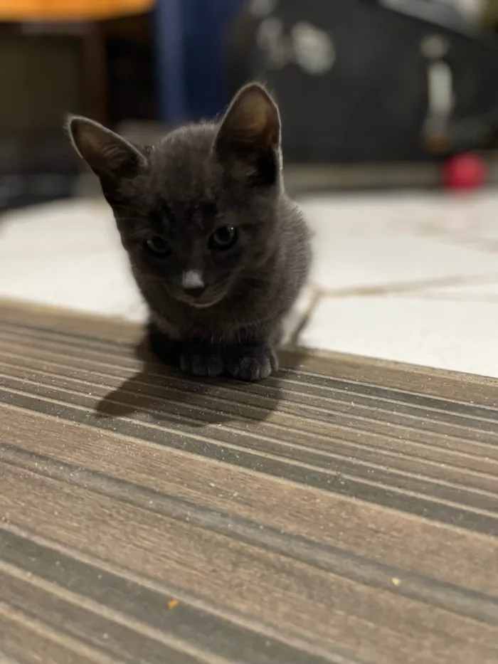 Gato ra a SRD-ViraLata idade 2 a 6 meses nome Cinza