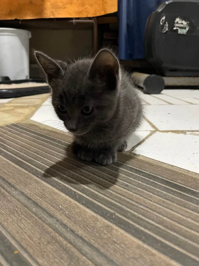 Gato ra a SRD-ViraLata idade 2 a 6 meses nome Cinza