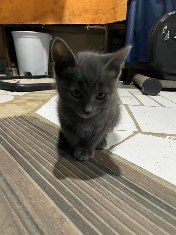 Gato ra a SRD-ViraLata idade 2 a 6 meses nome Cinza