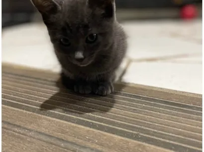 Gato raça SRD-ViraLata idade 2 a 6 meses nome Cinza