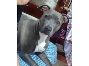 Cachorro raça Pit-Bull idade 3 anos nome RAVENNA