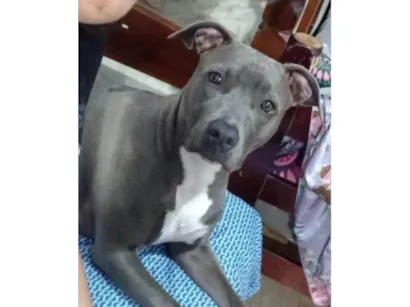 Cachorro raça Pit-Bull idade 3 anos nome RAVENNA