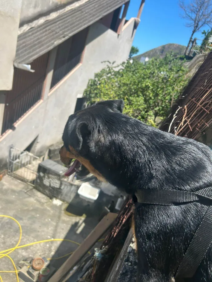 Cachorro ra a Rottweiler idade 1 ano nome Luna 