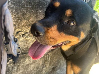 Cachorro raça Rottweiler idade 1 ano nome Luna 