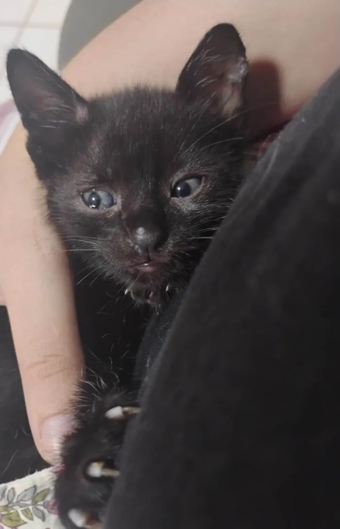 Gato ra a SRD-ViraLata idade Abaixo de 2 meses nome Trovão 