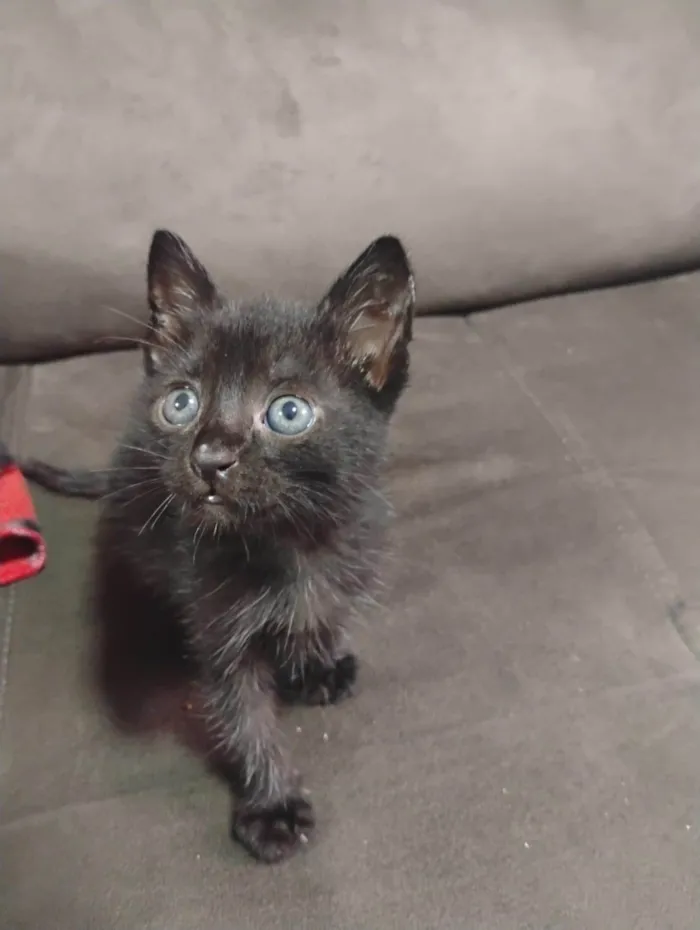 Gato ra a SRD-ViraLata idade Abaixo de 2 meses nome Trovão 