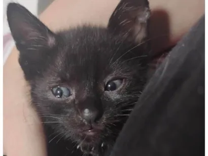 Gato raça SRD-ViraLata idade Abaixo de 2 meses nome Trovão 