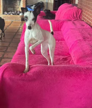 Cachorro raça SRD-ViraLata idade 1 ano nome Maria Sequilha 