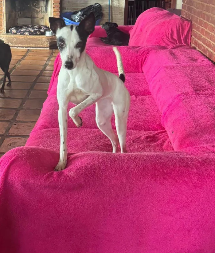 Cachorro ra a SRD-ViraLata idade 1 ano nome Maria Sequilha 