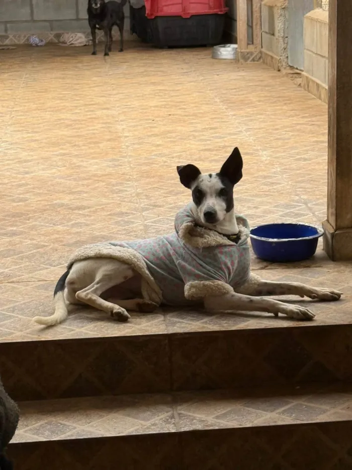 Cachorro ra a SRD-ViraLata idade 1 ano nome Maria Sequilha 