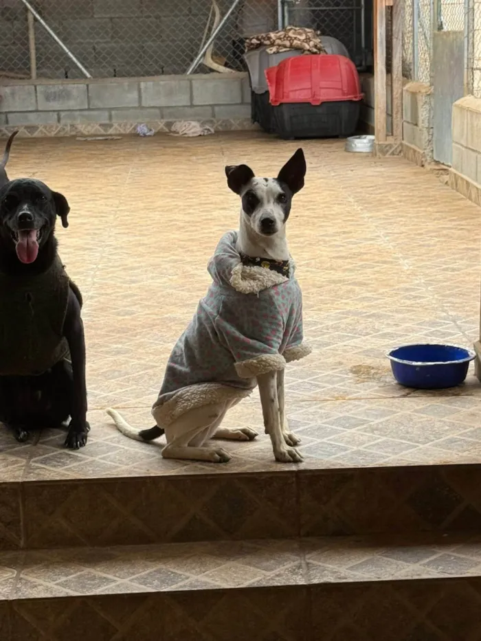 Cachorro ra a SRD-ViraLata idade 1 ano nome Maria Sequilha 
