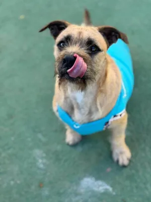 Cachorro raça SRD-ViraLata idade 1 ano nome Pitoco 