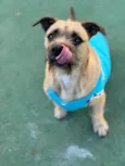 Pitoco