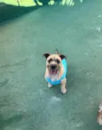 Pitoco 