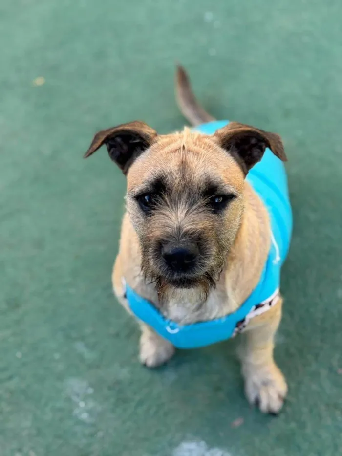 Cachorro ra a SRD-ViraLata idade 1 ano nome Pitoco 