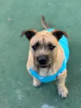 Pitoco