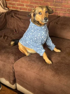 Cachorro raça SRD-ViraLata idade 2 anos nome Tevez