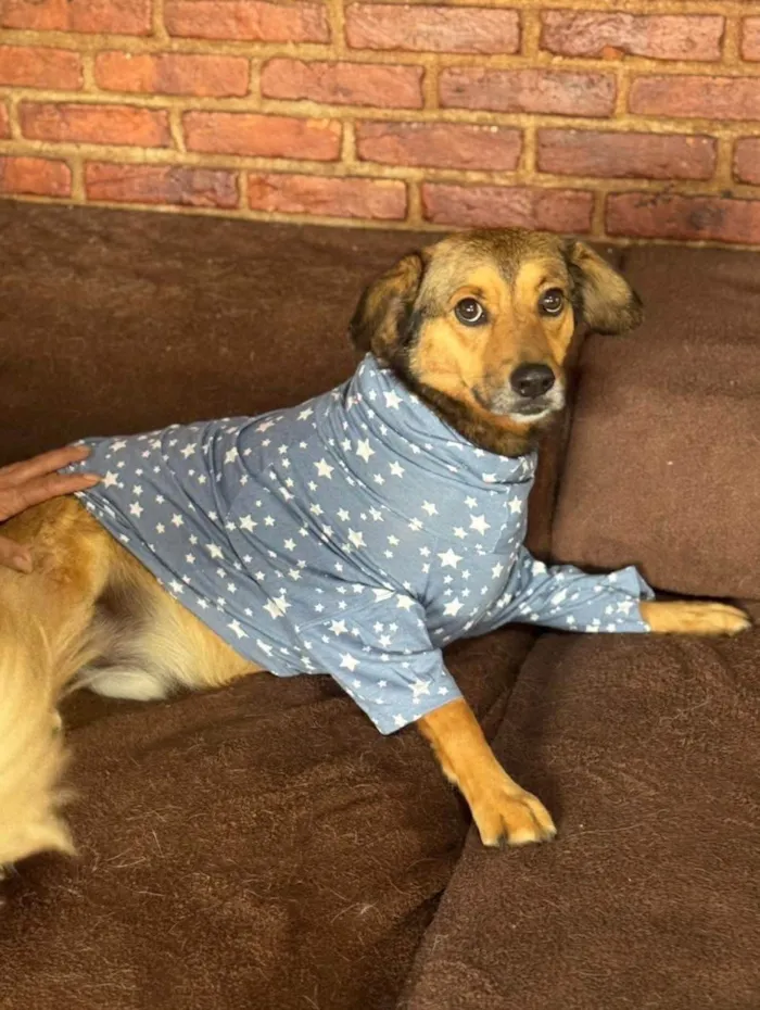 Cachorro ra a SRD-ViraLata idade 2 anos nome Tevez