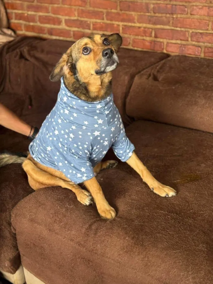 Cachorro ra a SRD-ViraLata idade 2 anos nome Tevez