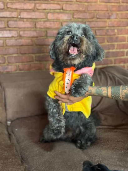 Cachorro raça SRD-ViraLata idade 5 anos nome Dudu