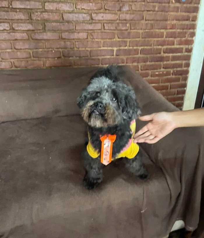 Cachorro ra a SRD-ViraLata idade 5 anos nome Dudu