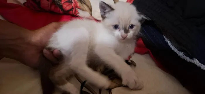 Gato ra a Siamês idade 2 a 6 meses nome Nao tem nome 