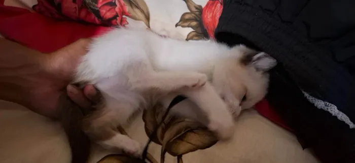 Gato ra a Siamês idade 2 a 6 meses nome Nao tem nome 