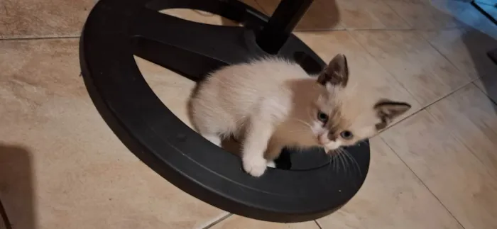 Gato ra a Siamês idade 2 a 6 meses nome Nao tem nome 