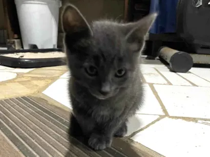Gato raça SRD-ViraLata idade 2 a 6 meses nome Cinza