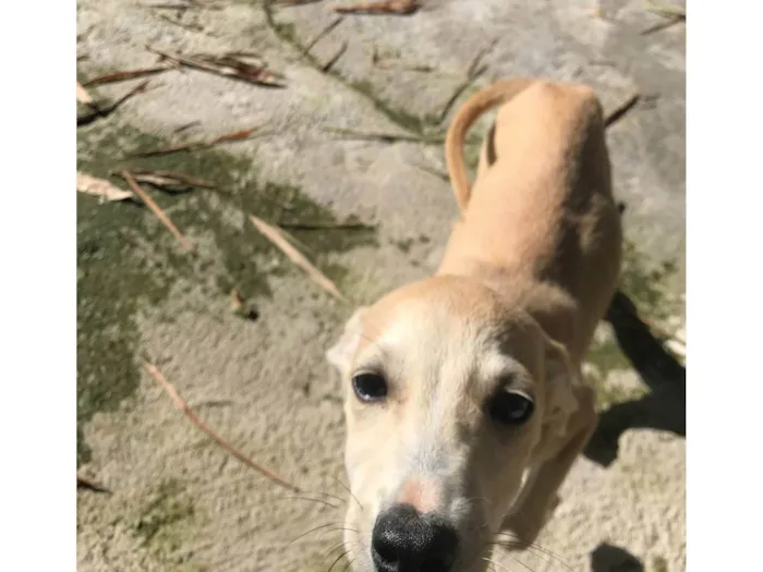 Cachorro ra a SRD-ViraLata idade 2 a 6 meses nome Bechamell