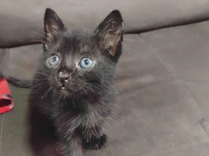 Gato ra a SRD-ViraLata idade Abaixo de 2 meses nome Trovão 