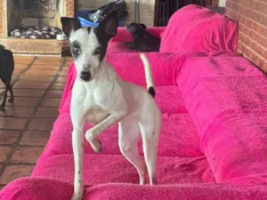 Cachorro raça SRD-ViraLata idade 1 ano nome Maria Sequilha 