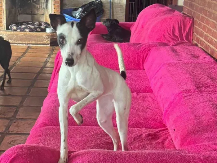 Cachorro ra a SRD-ViraLata idade 1 ano nome Maria Sequilha 