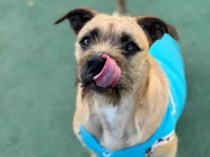 Cachorro raça SRD-ViraLata idade 1 ano nome Pitoco 
